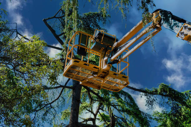 Best Palm Tree Trimming  in Remerton, GA